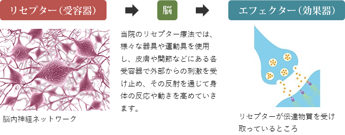 リセプター（受容器）、脳、エフェクター（効果器）